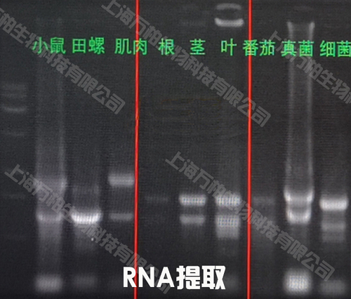 RNA extraction