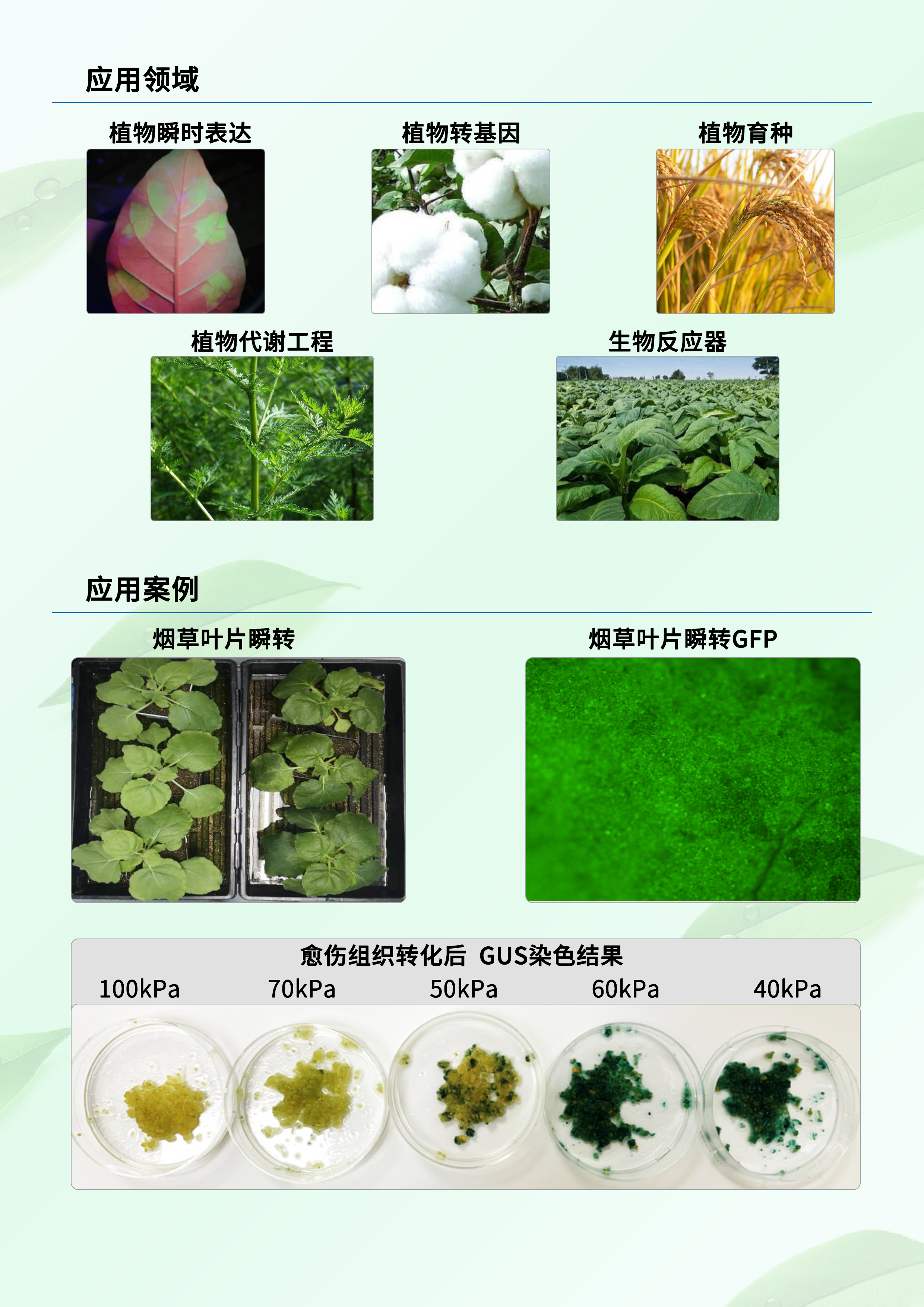 植物活体转化系统13.jpg