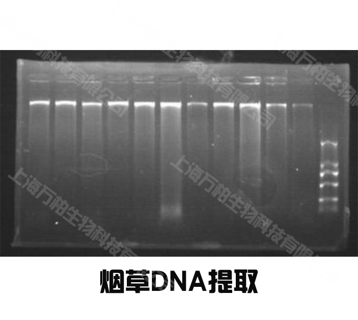 烟草DNA.jpg