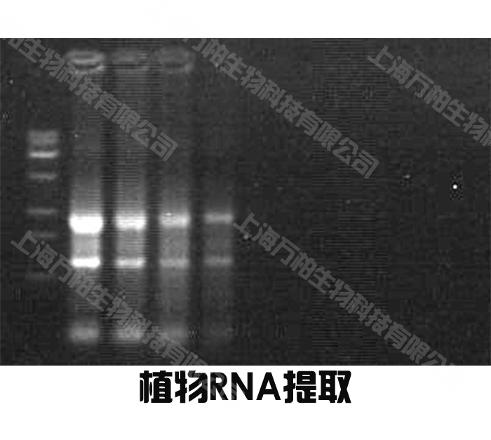 植物RNA.jpg